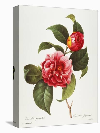 Camellia, 1833-null-Premier Image Canvas