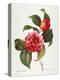 Camellia, 1833-null-Premier Image Canvas