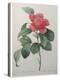 Camellia Amenonefolia-Pierre-Joseph Redoute-Stretched Canvas