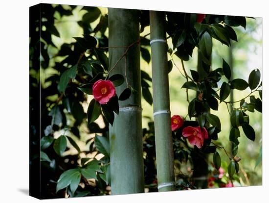 Camellia and Bamboo-null-Premier Image Canvas