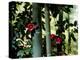 Camellia and Bamboo-null-Premier Image Canvas