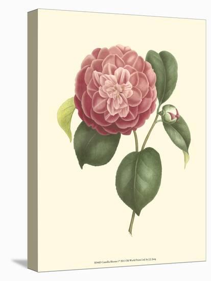 Camellia Blooms I-J^ J^ Jung-Stretched Canvas