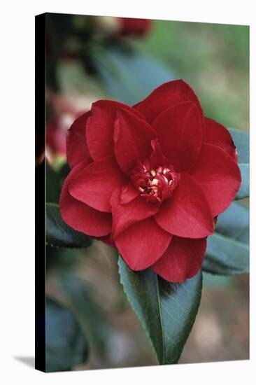 Camellia Flower-Adrian Thomas-Premier Image Canvas