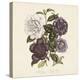 Camellia Japonica-19th Century English School-Stretched Canvas