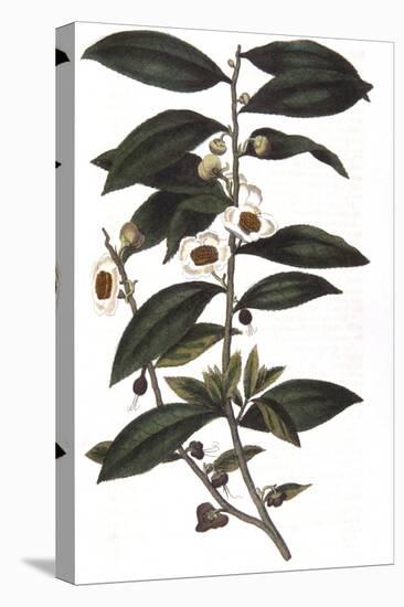 Camellia Sinensis - Tea Plant, 1823-null-Premier Image Canvas