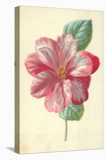 Camellia-Frederick Edward Hulme-Premier Image Canvas