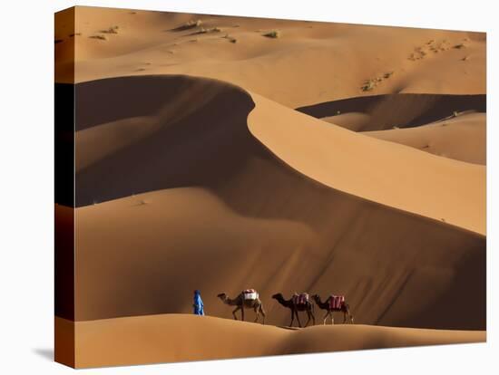 Camels and Dunes, Erg Chebbi, Sahara Desert, Morocco-Peter Adams-Premier Image Canvas