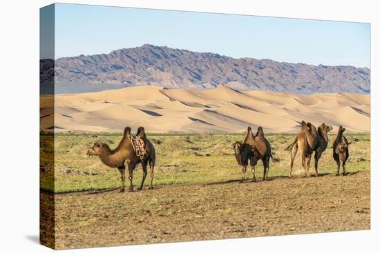 Camels and sand dunes of Gobi desert in the background, Sevrei district, South Gobi province, Mongo-Francesco Vaninetti-Premier Image Canvas