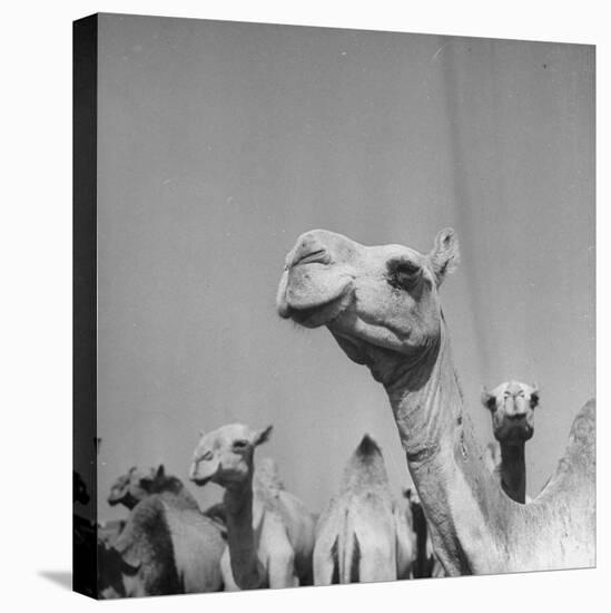 Camels Being Sold at Animal Market-Bob Landry-Premier Image Canvas