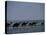 Camels Crossing Coastal Lagoon and Arabian Sea, Near Salalah, Dhofar Region, Oman, Middle East-Patrick Dieudonne-Premier Image Canvas