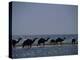 Camels Crossing Coastal Lagoon and Arabian Sea, Near Salalah, Dhofar Region, Oman, Middle East-Patrick Dieudonne-Premier Image Canvas