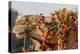 Camels Decorated for a Desert Festival. Jaisalmer. Rajasthan. India-Tom Norring-Premier Image Canvas