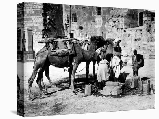 Camels Drinking from Davids Well Bethlehem Israel-null-Premier Image Canvas