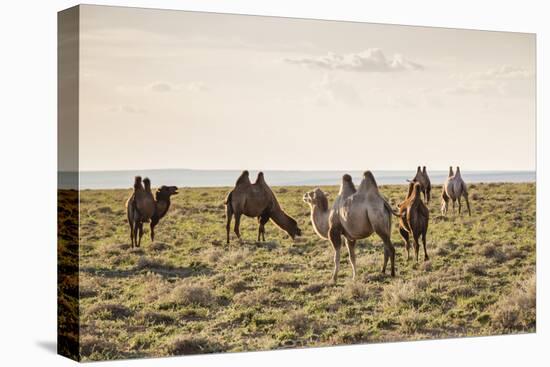 Camels grazing, Ulziit, Middle Gobi province, Mongolia, Central Asia, Asia-Francesco Vaninetti-Premier Image Canvas