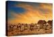 Camels In Wadi Rum-hitdelight-Stretched Canvas