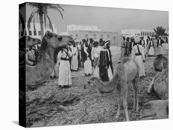 Camels Inspected by Sheik Shakhbut, Ruler of Oil-Rich Kingdom, with Other Arabs-Ralph Crane-Premier Image Canvas
