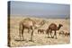 Camels Near the Dead Sea, Jordan, Middle East-Richard Maschmeyer-Premier Image Canvas