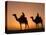 Camels Near the Pyramids at Giza, Cairo, Egypt-Doug Pearson-Premier Image Canvas