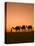 Camels Near the Pyramids at Giza, Cairo, Egypt-Doug Pearson-Premier Image Canvas