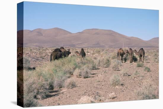 Camels, Trans Atlas Road, Morocco-Vivienne Sharp-Premier Image Canvas