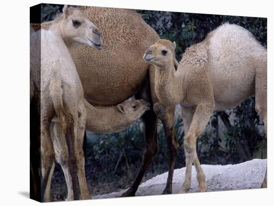 Camels-Henry Horenstein-Premier Image Canvas