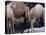 Camels-Henry Horenstein-Premier Image Canvas