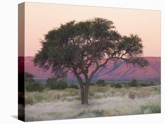 Camelthorn Tree Against Sandstone Mountains Lit by the Last Rays of Light from the Setting Sun-Lee Frost-Premier Image Canvas