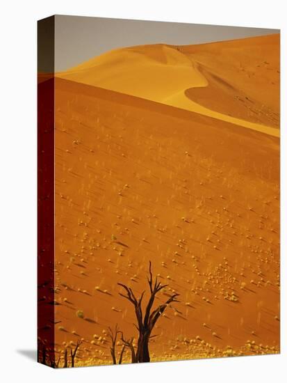 Camelthorn Trees Below Sand Dunes-Stuart Westmorland-Premier Image Canvas