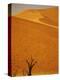 Camelthorn Trees Below Sand Dunes-Stuart Westmorland-Premier Image Canvas