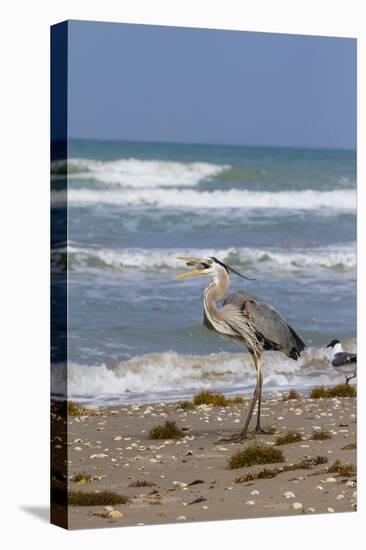 Cameron County, Texas. Great Blue Heron, Ardea Herodias, Feeding-Larry Ditto-Premier Image Canvas