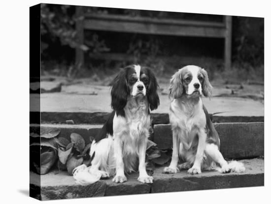 Camilla of Hillbarn Dickon of Littlebreach Sitting Together. Owner: Percival-Thomas Fall-Premier Image Canvas