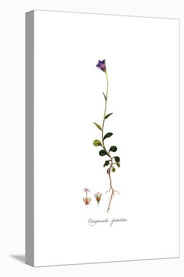 Campanula spatulata, Flora Graeca-Ferdinand Bauer-Premier Image Canvas