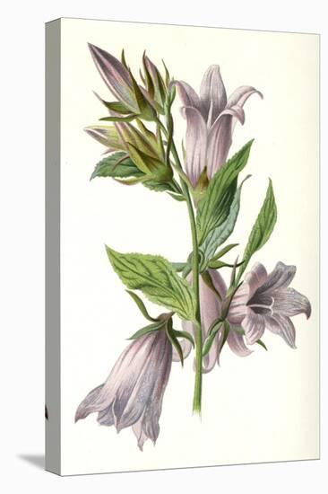 Campanula Trachelium-F Edward Hulme-Stretched Canvas