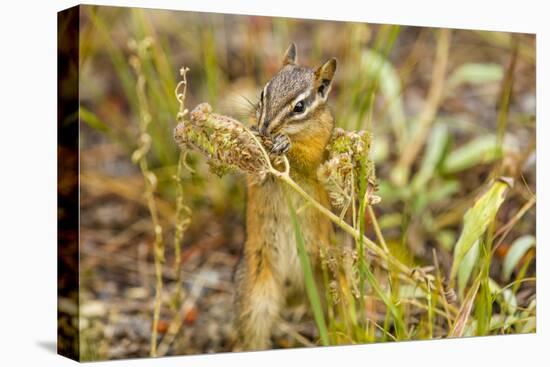 Campground Critter. Least Chipmunk Foraging on Naturals on Flagg Ranch Road Wyoming-Michael Qualls-Premier Image Canvas