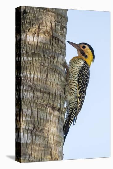 Campo Flicker (Colaptes Campestris), Within Iguazu Falls National Park, Misiones, Argentina-Michael Nolan-Premier Image Canvas