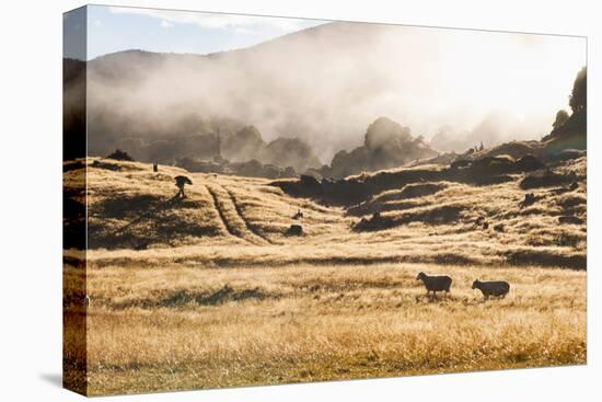 Canaan Downs Scenic Reserve at Sunrise-Matthew Williams-Ellis-Premier Image Canvas