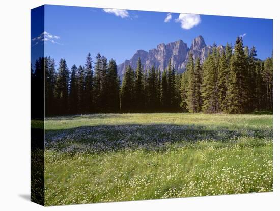Canada, Alberta, Banff National Park, Daisies Bloom in Meadows Beneath Castle Mountain-John Barger-Premier Image Canvas