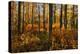 Canada, Alberta, Elk Island National Park. Aspen forest in autumn color.-Jaynes Gallery-Premier Image Canvas