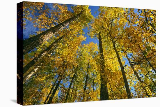 Canada, Alberta, Elk Island National Park. Autumn in aspen forest.-Jaynes Gallery-Premier Image Canvas