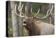 Canada, Alberta, Jasper National Park. Bull elk bugling.-Don Paulson-Premier Image Canvas