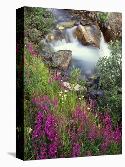 Canada, Alberta, Jasper National Park, Fireweed in Bloom Along Tangle Creek-John Barger-Premier Image Canvas