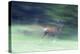 Canada, Alberta, Jasper National Park. Mule Deer Running-Jaynes Gallery-Premier Image Canvas