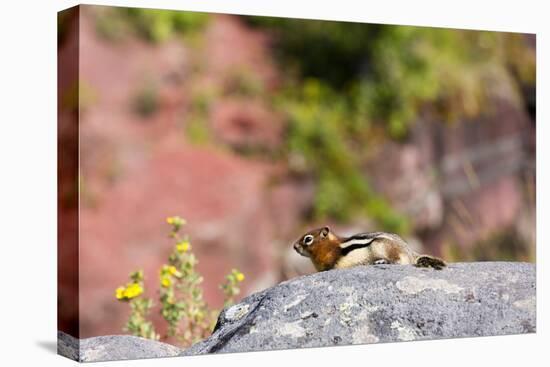 Canada, Alberta, Waterton Lakes NP, Golden Mantled Ground Squirrel-Jamie & Judy Wild-Premier Image Canvas