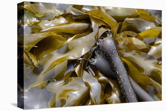 Canada, B.C., Gulf Islands, Portland Island. Close Up of Bull Kelp-Kevin Oke-Premier Image Canvas