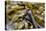 Canada, B.C., Gulf Islands, Portland Island. Close Up of Bull Kelp-Kevin Oke-Premier Image Canvas