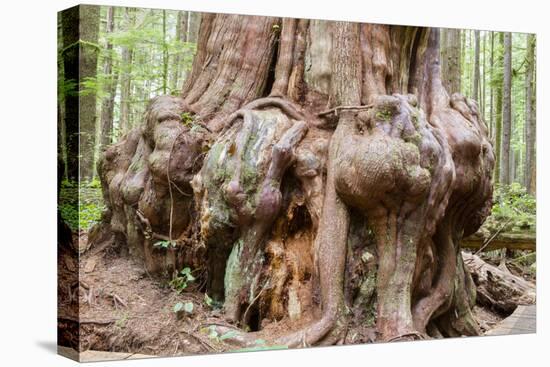 Canada, B.C, Port Renfrew, Avatar Grove, Ancient Red Cedar Tree-Jamie And Judy Wild-Premier Image Canvas