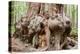 Canada, B.C, Port Renfrew, Avatar Grove, Ancient Red Cedar Tree-Jamie And Judy Wild-Premier Image Canvas