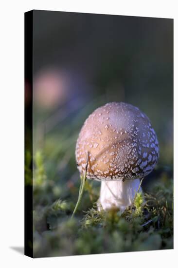 Canada, B.C, Vancouver. Amanita Muscaria at a Young Stage with Moss-Kevin Oke-Premier Image Canvas