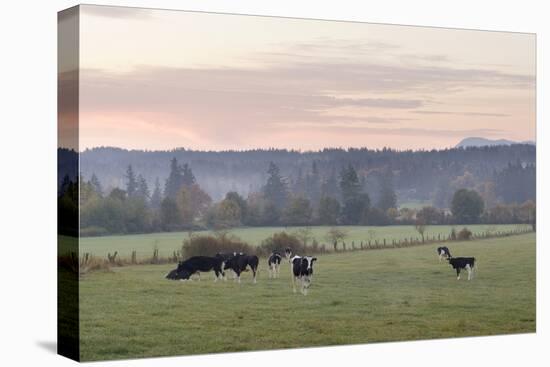 Canada, B.C., Vancouver Island, Cowichan Valley. Cows at a Dairy Farm-Kevin Oke-Premier Image Canvas