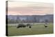 Canada, B.C., Vancouver Island, Cowichan Valley. Cows at a Dairy Farm-Kevin Oke-Premier Image Canvas